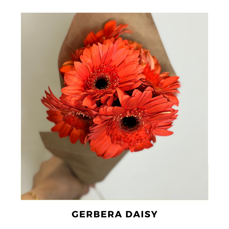 Gerbera Daisy
