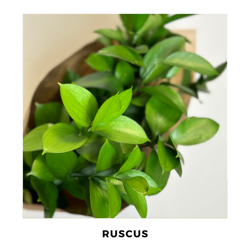 Ruscus