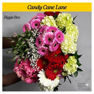 Candy Cane Lane