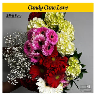 Candy Cane Lane