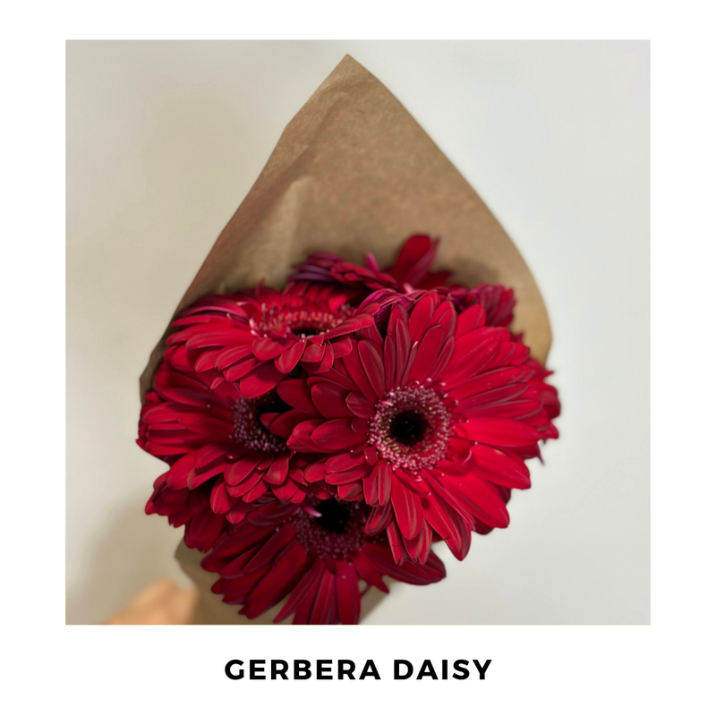 Garbera daisy