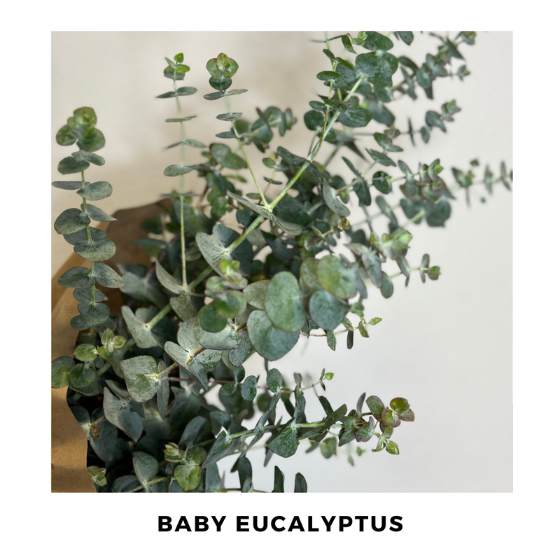 Baby Eucalyptus