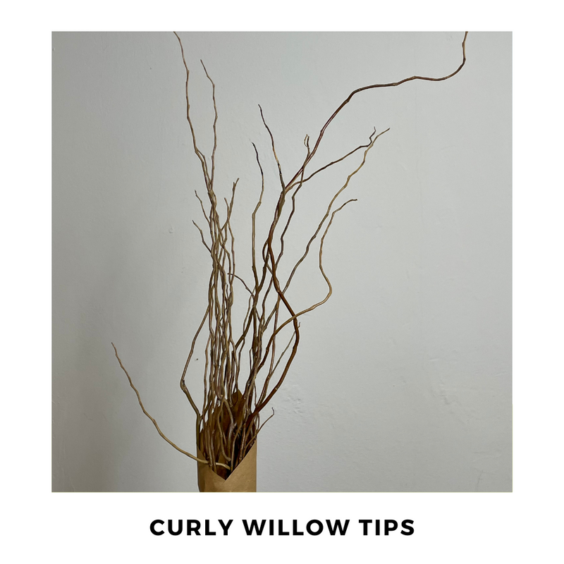 curly willow tips