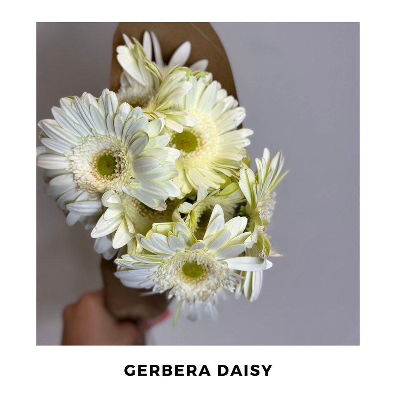 Gerbera Daisy