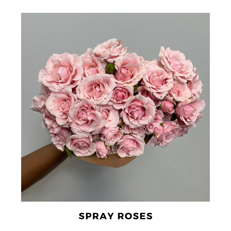 Spray Roses