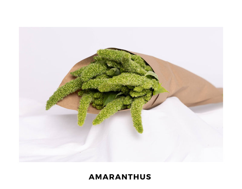 Amaranthus