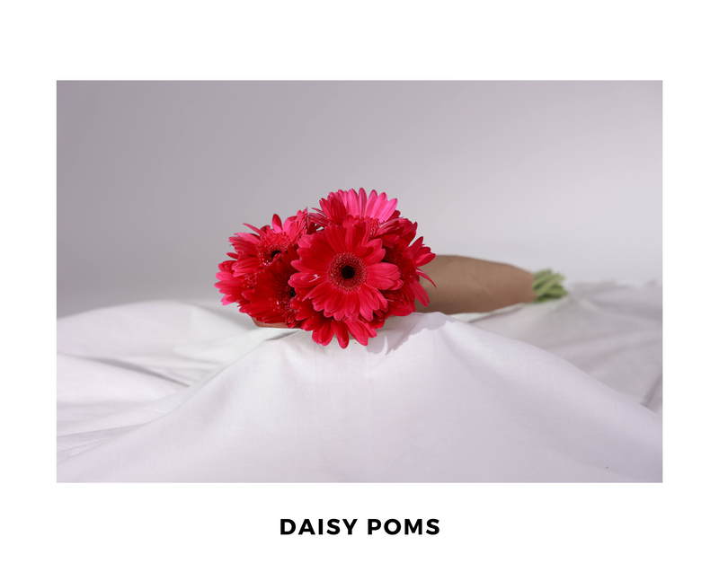 Daisy Poms
