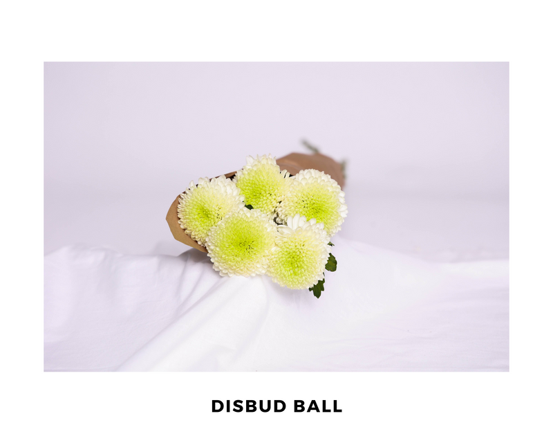 Disbud ball yellow