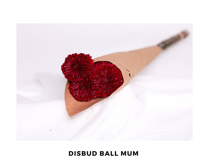 Disbud Ball Mum