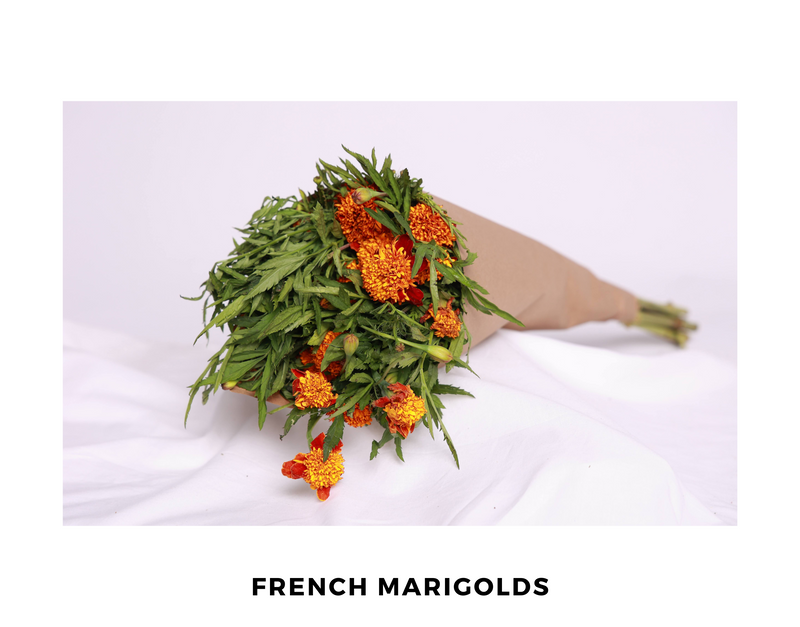 French Marigolds