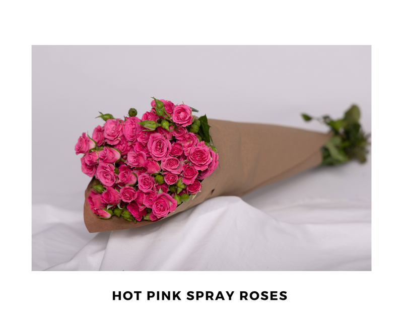 Hot Pink Spray Rose