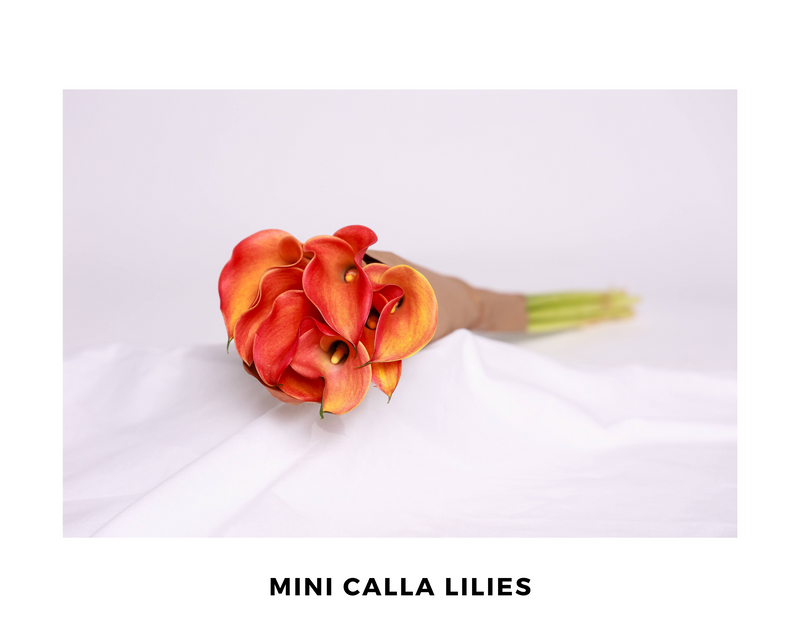 Mini Calla Lilies