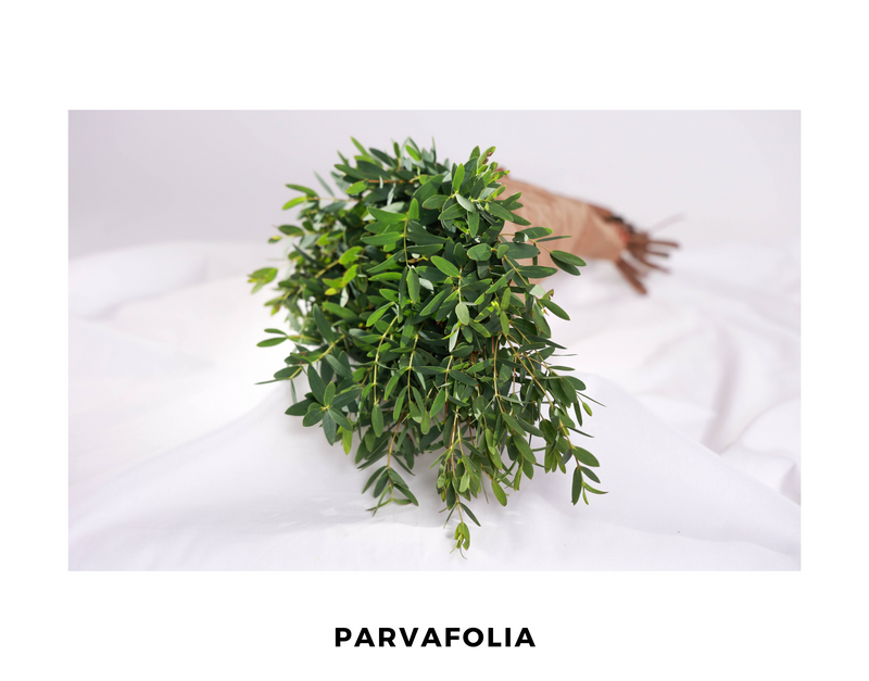 Parvafolia