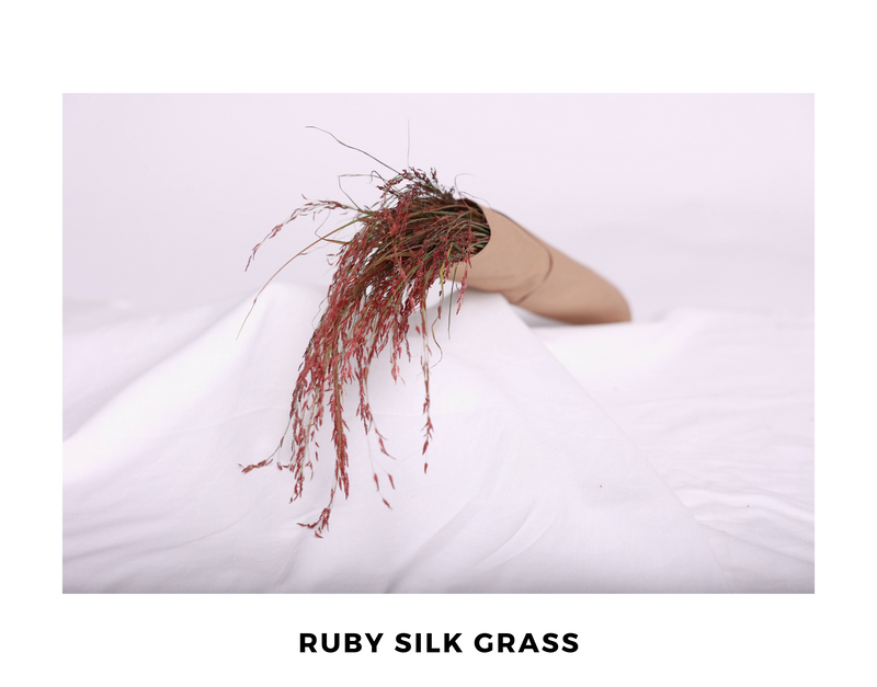 Ruby Silk Grass