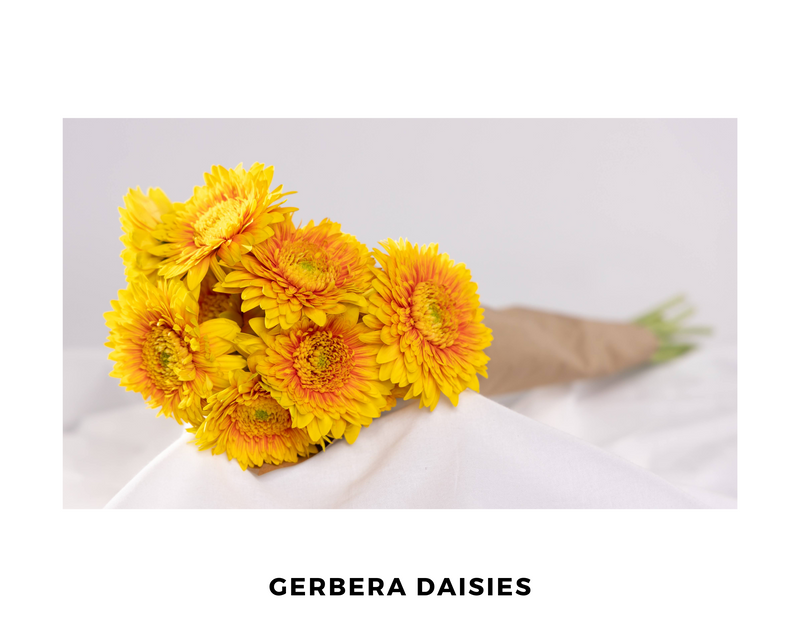 Garbera daisies