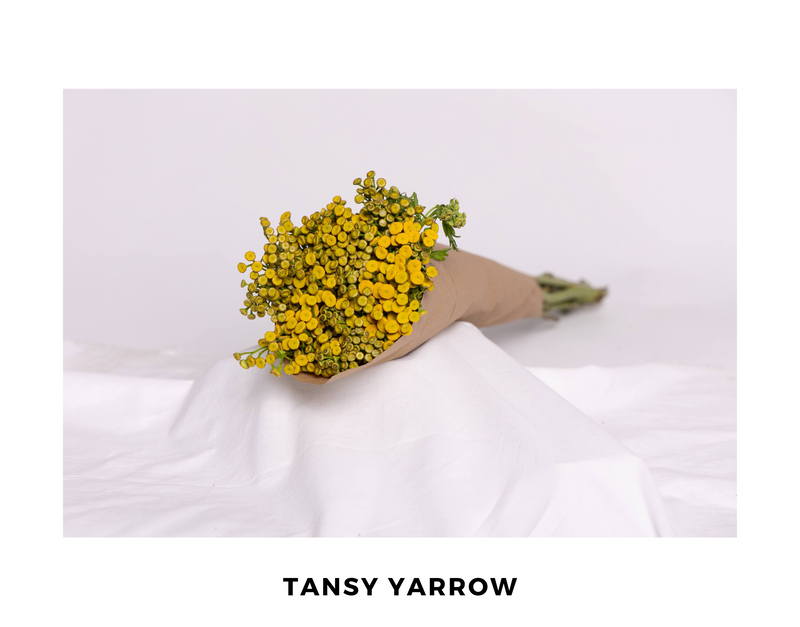 Tansy Yarrow
