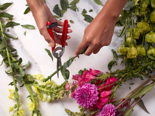 Two hands using scissors to cut stems